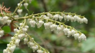 Arborétum Mlyňany - Pieris kvetnatý Zdroj: https://scontent-vie1-1.xx.fbcdn.net/v/t1.0-9/p720x720/56770669_418519592275032_8665792772533387264_o.jpg?_nc_cat=111&_nc_sid=8024bb&_nc_oc=AQnDl3ZoSgpEETNl62pQHPfinjup1UXLcnDRxoTASd2yhRLjiDUyWTN8NZ24KIK46pE&_nc_ht=scontent-vie1-1.xx&_nc_tp=6&oh=14ddf13620c42a5313f2c9be3da13007&oe=5ECC70AD