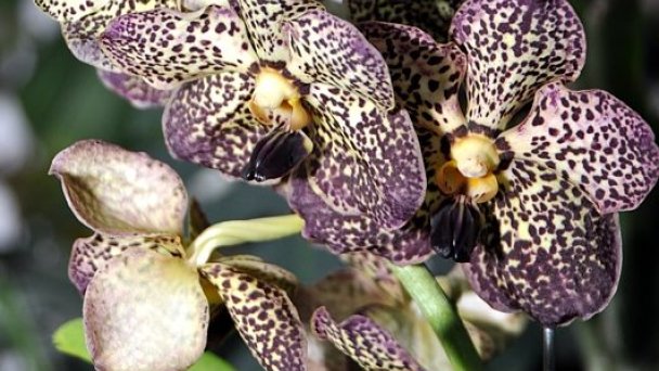 Botanická záhrada Nitra 3 Zdroj: https://scontent-vie1-1.xx.fbcdn.net/v/t1.0-9/88011875_139896520898244_4999661598369906688_n.jpg?_nc_cat=102&_nc_sid=8024bb&_nc_oc=AQkewQ3yLuUe8Zgzc-saw7bt0VNezhg5yku5c8RJhuT0qWQGas8CKn9bQkkv8w7pi_U&_nc_ht=scontent-vie1-1.xx&oh=90da821972742c378fee85af5c200192&oe=5ECC81BA&dl=1 Botanická záhrada Nitra 3 Zdroj: https://scontent-vie1-1.xx.fbcdn.net/v/t1.0-9/88011875_139896520898244_4999661598369906688_n.jpg?_nc_cat=102&_nc_sid=8024bb&_nc_oc=AQkewQ3yLuUe8Zgzc-saw7bt0VNezhg5yku5c8RJhuT0qWQGas8CKn9bQkkv8w7pi_U&_nc_ht=scontent-vie1-1.xx&oh=90da821972742c378fee85af5c200192&oe=5ECC81BA&dl=1
