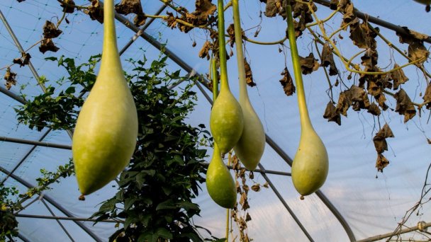 Botanická záhrada 6 Zdroj: https://scontent-vie1-1.xx.fbcdn.net/v/t1.0-0/p640x640/83898453_102387334649163_8696477474889924608_o.jpg?_nc_cat=103&_nc_sid=e007fa&_nc_oc=AQmqJuYdElqvOk_YxnrZAb8NYnxvejFjjZQ96WIljYztSNwp-bGM29ipcjHqQGlxGpg&_nc_ht=scontent-vie1-1.xx&_nc_tp=6&oh=6c8b71b6ea0ec3e89788f9f488c21c81&oe=5ECE88E6 Botanická záhrada 6 Zdroj: https://scontent-vie1-1.xx.fbcdn.net/v/t1.0-0/p640x640/83898453_102387334649163_8696477474889924608_o.jpg?_nc_cat=103&_nc_sid=e007fa&_nc_oc=AQmqJuYdElqvOk_YxnrZAb8NYnxvejFjjZQ96WIljYztSNwp-bGM29ipcjHqQGlxGpg&_nc_ht=scontent-vie1-1.xx&_nc_tp=6&oh=6c8b71b6ea0ec3e89788f9f488c21c81&oe=5ECE88E6