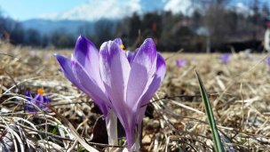 Botanická záhrada Tatry 2 Autor: Štátne lesy TANAPu Zdroj: https://scontent-vie1-1.xx.fbcdn.net/v/t1.0-9/92572787_2509312556000509_6278753552617701376_o.jpg?_nc_cat=108&_nc_sid=8024bb&_nc_oc=AQn5L5_CBwm5yJukjGqIWJXquqXE9t8gh77XGiIhXCfdk_JlumoZAFOQDPlifq1vgmQ&_nc_ht=scontent-vie1-1.xx&oh=7d7beccd4cafaf6e1622897576054fba&oe=5ECF1D81&dl=1