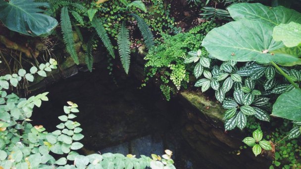 Botanická záhrada UK 4 Autor: Janette Vlčeková Špániková Zdroj: https://scontent-vie1-1.xx.fbcdn.net/v/t31.0-8/p720x720/19452954_1456658921046447_7089800811345592708_o.jpg?_nc_cat=104&_nc_sid=e007fa&_nc_oc=AQlGYJbmSg7WjBivtVoQoA8hBs3Y0j1o5i7wO5TyuWdEJeMTnJPhyP_ugCYwgccLXzo&_nc_ht=scontent-vie1-1.xx&_nc_tp=6&oh=c28019655b05ebedd1a6f50e4e8a30de&oe=5ECE0F7F