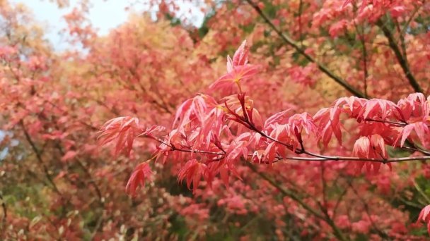 Botanická záhrada UPJŠ 2 Zdroj: https://scontent-vie1-1.xx.fbcdn.net/v/t1.0-0/p180x540/93254949_154933502726202_4389837475686645760_o.jpg?_nc_cat=107&_nc_sid=9e2e56&_nc_oc=AQkwtZcozJGl5i0MZ1ILm7pT0bH6CnUZZjNmSNYgrJCAaYbgaXGE2dUtC_MxxnSiBqU&_nc_ht=scontent-vie1-1.xx&_nc_tp=6&oh=de4a0d3d2745d9942c69fe4420823093&oe=5ECD5F4B Botanická záhrada UPJŠ 2 Zdroj: https://scontent-vie1-1.xx.fbcdn.net/v/t1.0-0/p180x540/93254949_154933502726202_4389837475686645760_o.jpg?_nc_cat=107&_nc_sid=9e2e56&_nc_oc=AQkwtZcozJGl5i0MZ1ILm7pT0bH6CnUZZjNmSNYgrJCAaYbgaXGE2dUtC_MxxnSiBqU&_nc_ht=scontent-vie1-1.xx&_nc_tp=6&oh=de4a0d3d2745d9942c69fe4420823093&oe=5ECD5F4B
