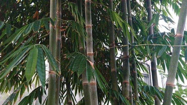 Botanická záhrada UPJŠ 5 Zdroj: https://scontent-vie1-1.xx.fbcdn.net/v/t1.0-9/s960x960/83833299_116387099914176_7679782828149571584_o.jpg?_nc_cat=107&_nc_sid=43edb5&_nc_oc=AQlentaD9bjn6WJagN2n5FkQRwPfAEGW7zUbMO_obOX45a5JeqmO-SFnXT-PXr_zI10&_nc_ht=scontent-vie1-1.xx&_nc_tp=7&oh=96e048b3a1982473d32f6b40c8ec789e&oe=5ECB74AA Botanická záhrada UPJŠ 5 Zdroj: https://scontent-vie1-1.xx.fbcdn.net/v/t1.0-9/s960x960/83833299_116387099914176_7679782828149571584_o.jpg?_nc_cat=107&_nc_sid=43edb5&_nc_oc=AQlentaD9bjn6WJagN2n5FkQRwPfAEGW7zUbMO_obOX45a5JeqmO-SFnXT-PXr_zI10&_nc_ht=scontent-vie1-1.xx&_nc_tp=7&oh=96e048b3a1982473d32f6b40c8ec789e&oe=5ECB74AA