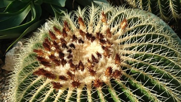 Botanická záhrada UPJŠ 6 Zdroj: https://scontent-vie1-1.xx.fbcdn.net/v/t1.0-9/s960x960/84059426_116388149914071_6431258418140413952_o.jpg?_nc_cat=106&_nc_sid=2d5d41&_nc_oc=AQmMjuXS_5inHzyege4xZGEMAzpr1O0XY3B-6PgjkAgdJZNbIdZf9-yEoQMi5r5Dbn8&_nc_ht=scontent-vie1-1.xx&_nc_tp=7&oh=16656cdec59aedc0966b359fa7fde3eb&oe=5ECD0863 Botanická záhrada UPJŠ 6 Zdroj: https://scontent-vie1-1.xx.fbcdn.net/v/t1.0-9/s960x960/84059426_116388149914071_6431258418140413952_o.jpg?_nc_cat=106&_nc_sid=2d5d41&_nc_oc=AQmMjuXS_5inHzyege4xZGEMAzpr1O0XY3B-6PgjkAgdJZNbIdZf9-yEoQMi5r5Dbn8&_nc_ht=scontent-vie1-1.xx&_nc_tp=7&oh=16656cdec59aedc0966b359fa7fde3eb&oe=5ECD0863