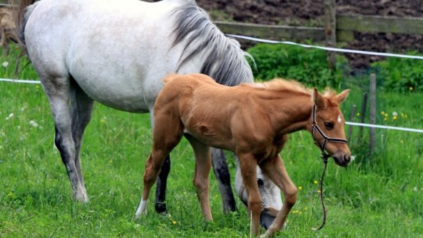 Farma Jack Mošovce 3 Farma Jack Mošovce 3
