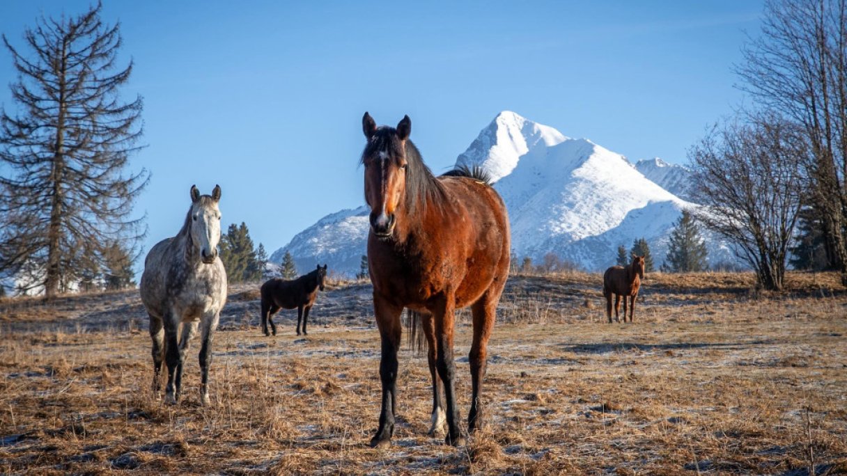 Kone vo Východnej 2