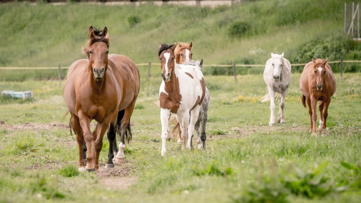 Kone vo Východnej 1