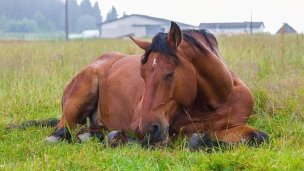 Kone vo Východnej 3