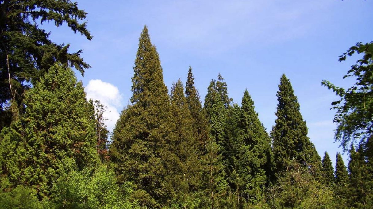 Arborétum Kysihýbeľ 1 Autor: Igor Marhevský Zdroj: https://slovenskycestovatel.sk/item/arboretum-kysihybel