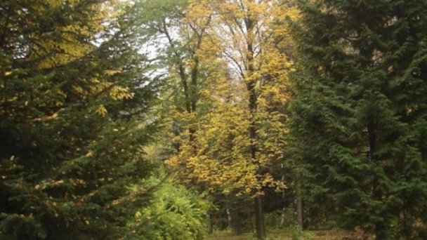 Arborétum 2