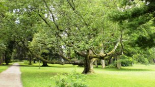 Arborétum - Park Turčianska Štiavnička 3 Zdroj: https://sk.wikipedia.org/wiki/Tur%C4%8Dianska_%C5%A0tiavni%C4%8Dka