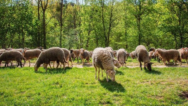 Sysľovisko na Muránskej planine 6 Sysľovisko na Muránskej planine 6