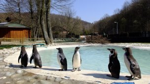 Zoo Košice 2 Zdroj: https://scontent-vie1-1.xx.fbcdn.net/v/t1.0-9/p720x720/92691418_2813775635325577_6550504594521194496_o.jpg?_nc_cat=101&_nc_sid=8024bb&_nc_oc=AQnrsCYYf7-jH_EluvTJ8xtOEg_lxCPMBsCUf7Y5PvLQGvMIYC28N3bBznSDvYdFEUk&_nc_ht=scontent-vie1-1.xx&_nc_tp=6&oh=0011a45ffd4d39a46a96ee8b04250c20&oe=5ECBECDF