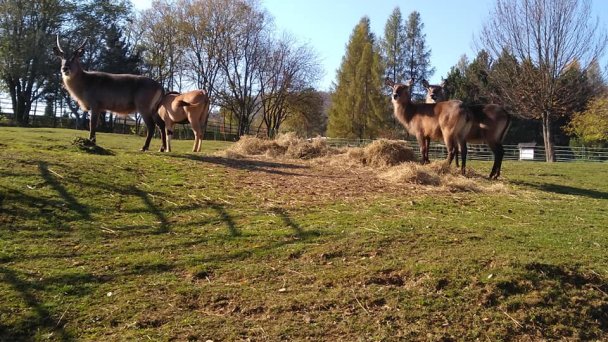 Zoo Košice 3 Zdroj: https://scontent-vie1-1.xx.fbcdn.net/v/t1.0-9/75464367_2455599691143175_3769740512785858560_n.jpg?_nc_cat=109&_nc_sid=110474&_nc_oc=AQk_oewihTGkPJ6TW5NvxQkXMout8P_bbPX2YLGL71sL0E6xchTKTcyYfp1DXgdfFSA&_nc_ht=scontent-vie1-1.xx&oh=bd9e0d7896245087d09384d6ab40c4ba&oe=5ECBACAA&dl=1 Zoo Košice 3 Zdroj: https://scontent-vie1-1.xx.fbcdn.net/v/t1.0-9/75464367_2455599691143175_3769740512785858560_n.jpg?_nc_cat=109&_nc_sid=110474&_nc_oc=AQk_oewihTGkPJ6TW5NvxQkXMout8P_bbPX2YLGL71sL0E6xchTKTcyYfp1DXgdfFSA&_nc_ht=scontent-vie1-1.xx&oh=bd9e0d7896245087d09384d6ab40c4ba&oe=5ECBACAA&dl=1