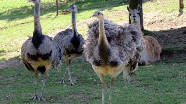 Zoo Košice 4 Zdroj: https://scontent-vie1-1.xx.fbcdn.net/v/t1.0-9/p720x720/69172182_2339896766046802_296880036558929920_o.jpg?_nc_cat=102&_nc_sid=8024bb&_nc_oc=AQldSWOl3nw7VDtvaB-IoK9_yT0CeXhW8SE_eCp4cWcv8e6zbdvqeoIAvOBKVfSlqyM&_nc_ht=scontent-vie1-1.xx&_nc_tp=6&oh=199ef402e032e6a60a62a86064c5437e&oe=5ECB8571 Zoo Košice 4 Zdroj: https://scontent-vie1-1.xx.fbcdn.net/v/t1.0-9/p720x720/69172182_2339896766046802_296880036558929920_o.jpg?_nc_cat=102&_nc_sid=8024bb&_nc_oc=AQldSWOl3nw7VDtvaB-IoK9_yT0CeXhW8SE_eCp4cWcv8e6zbdvqeoIAvOBKVfSlqyM&_nc_ht=scontent-vie1-1.xx&_nc_tp=6&oh=199ef402e032e6a60a62a86064c5437e&oe=5ECB8571