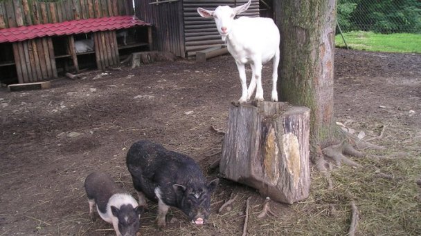 Zoo SNV 6 Zdroj: https://scontent-vie1-1.xx.fbcdn.net/v/t1.0-9/226272_128562623886774_3370624_n.jpg?_nc_cat=101&_nc_sid=e007fa&_nc_oc=AQlVj-5RdaSM6n2sYvqidM20LZZ2TKKGSQqvd1FI4E-Vv98cAI9xxFwKMtgAklql5j8&_nc_ht=scontent-vie1-1.xx&oh=b7cc395c4167eb548399cbee5b2a2778&oe=5ECD7948&dl=1 Zoo SNV 6 Zdroj: https://scontent-vie1-1.xx.fbcdn.net/v/t1.0-9/226272_128562623886774_3370624_n.jpg?_nc_cat=101&_nc_sid=e007fa&_nc_oc=AQlVj-5RdaSM6n2sYvqidM20LZZ2TKKGSQqvd1FI4E-Vv98cAI9xxFwKMtgAklql5j8&_nc_ht=scontent-vie1-1.xx&oh=b7cc395c4167eb548399cbee5b2a2778&oe=5ECD7948&dl=1