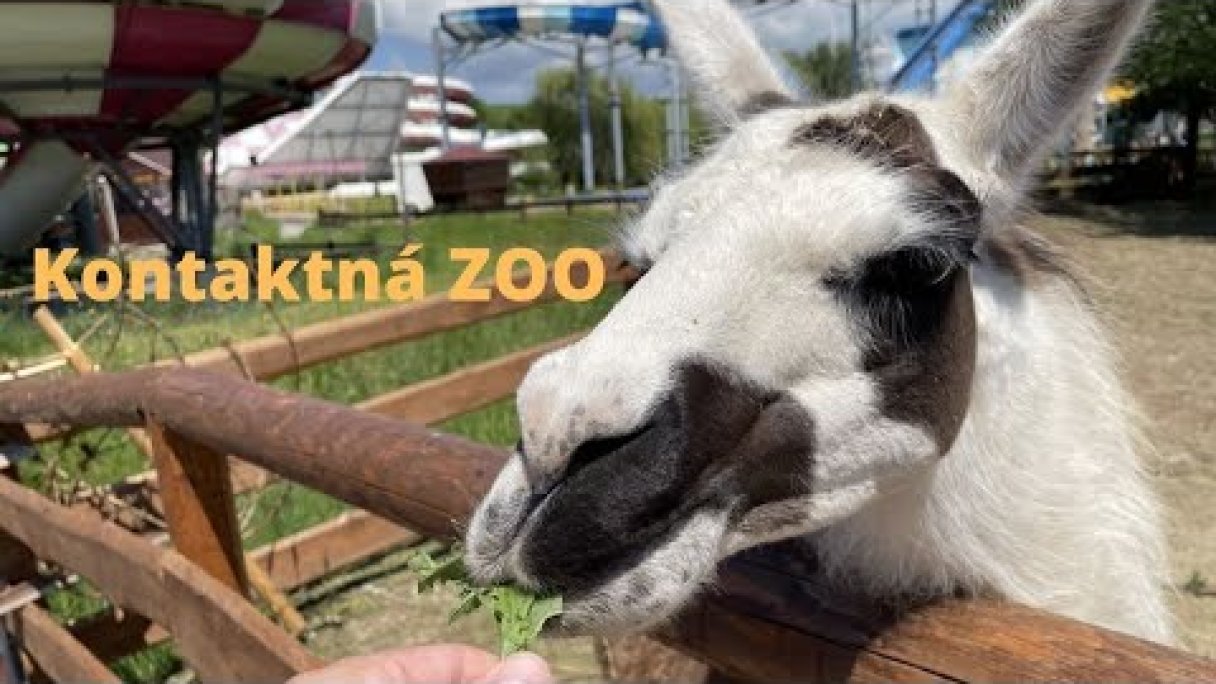 ZOO Kontakt Liptovský Mikuláš Autor: Domalenka predtým Sorger Zdroj: https://www.youtube.com/@domalenka