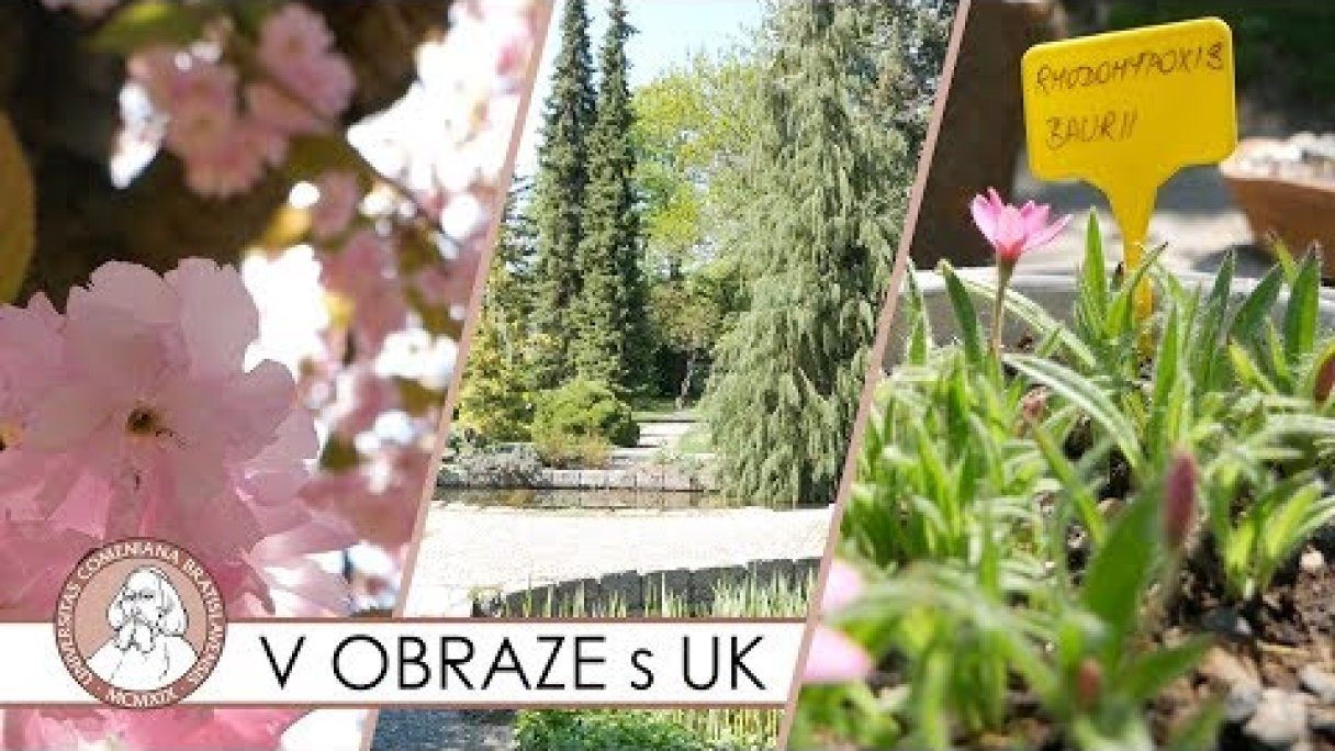 Výstava skalničiek v Botanická záhrada UK Bratislava - V OBRAZE s UK Autor: Univerzita Komenského Zdroj: https://www.youtube.com/@univerzitakomenskeho107