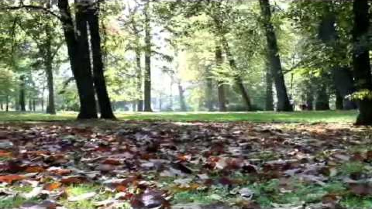 Park Jána Baltazára Magina - Dubnický kaštieľ - október 2014 Autor: Dubnický kaštieľ Zdroj: https://www.youtube.com/@dubnickykastiel9388 Park Jána Baltazára Magina - Dubnický kaštieľ - október 2014 Autor: Dubnický kaštieľ Zdroj: https://www.youtube.com/@dubnickykastiel9388