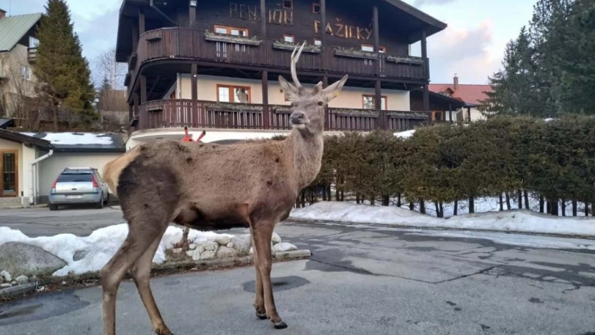 Penzión Pažický zima